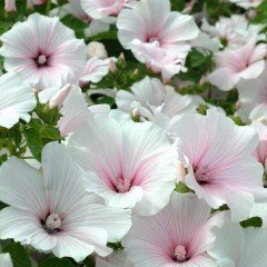 Lavatera Trimestris Regis Pure White Pamuk Çiçeği Tohumu(50 tohum)