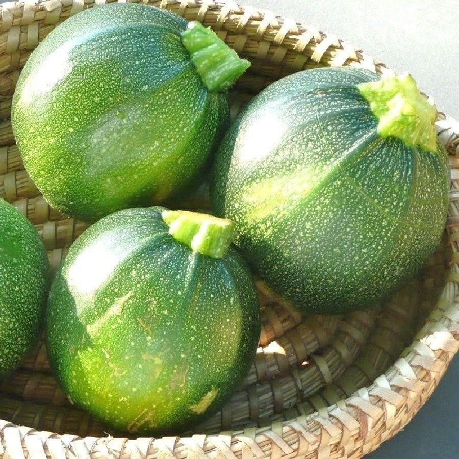 Doğal Geleneksel Yazlık Dolmalık Topak Kabak Tohumu (10 tohum)