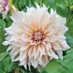 Cafe Au Lait Dahlia Dev Yıldız Çiçeği Yumrusu (1 Adet)