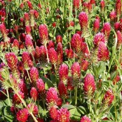 Kırmızı Renkli Trifolium Çiçeği Tohumu(50 tohum)