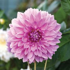 Lavender Perfection Dahlia Dev Yıldız Çiçeği Yumrusu (1 Adet)