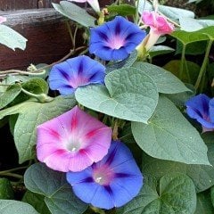 Karışık Kahkaha Çiçeği Tohumu (10 tohum)