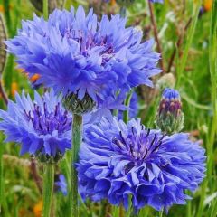 Mavi Kantaron Çiçeği Tohumu (50 tohum)