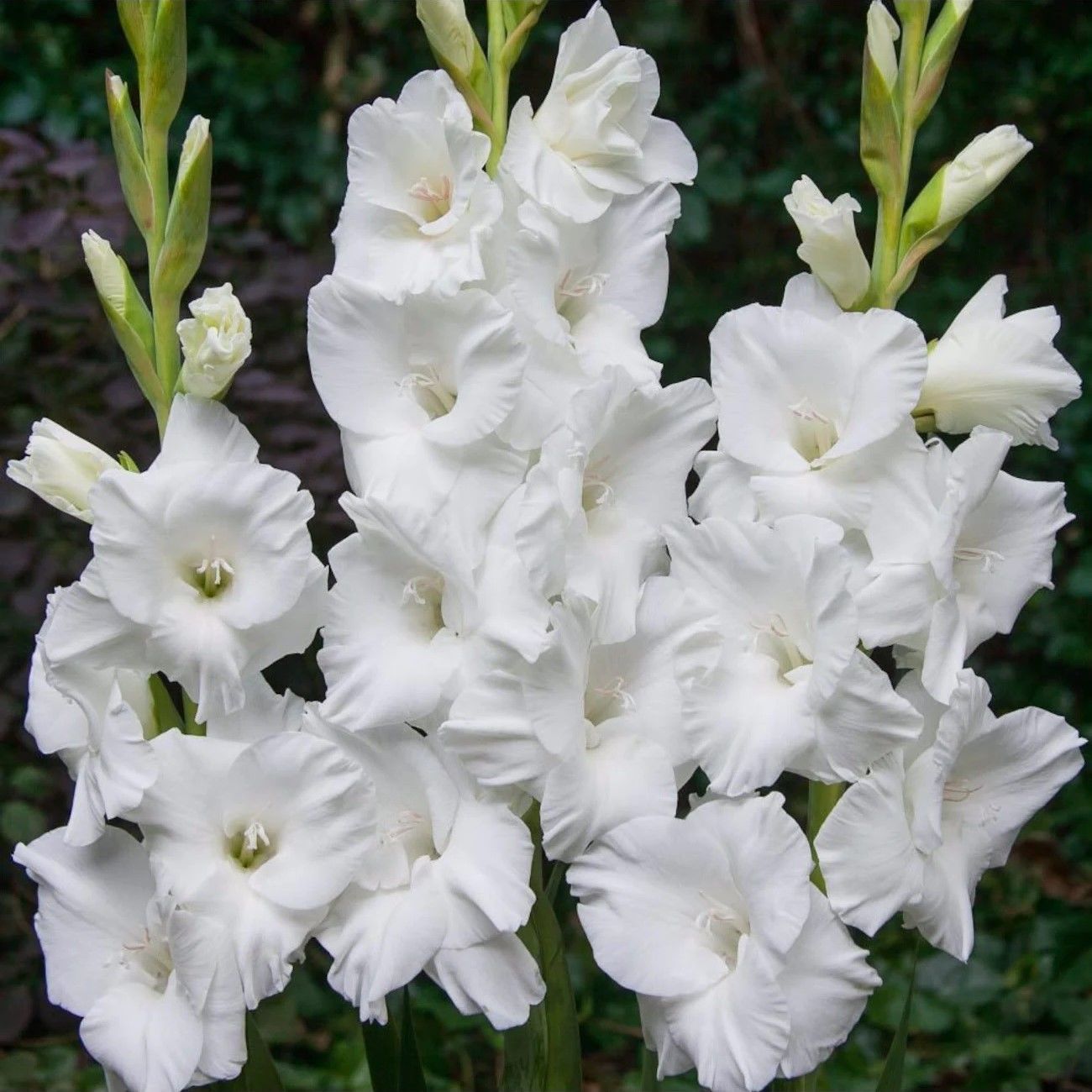 White Prosperity Beyaz Glayör Çiçeği Soğanı Özel Çeşit (4 adet)