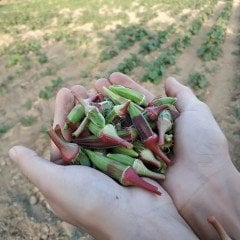 Doğal Ege Kınalı Bamya Tohumu (50 tohum)