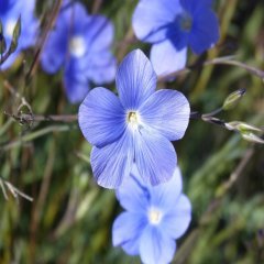 Mavi Linum Keten Çiçeği Tohumu(100 tohum)