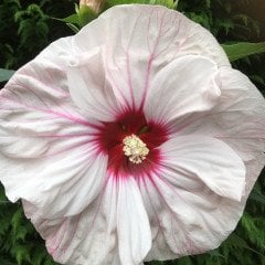 Süt Beyazı Hibiscus Çiçeği Tohumu(20 adet)