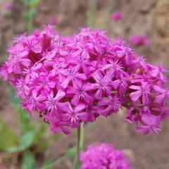 Lila Renkli Silene Nakil Çiçeği Tohumu(50 tohum)
