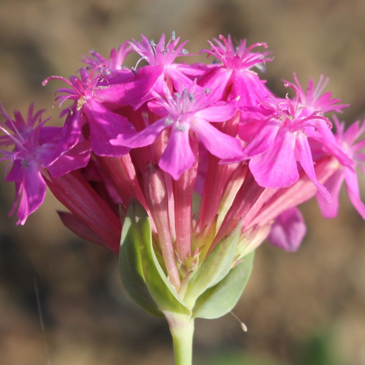 Kır Güzeli Silene(Nakil) Çiçeği Tohumu(100 tohum)