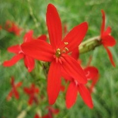 Kırmızı Renkli Silene(Nakil) Çiçeği Tohumu(20 tohum)