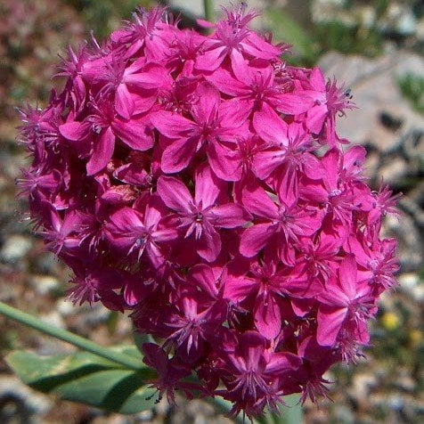 Koyu Pembe Silene Çiçeği(Nakil Çiçeği) Tohumu(1000 tohum)