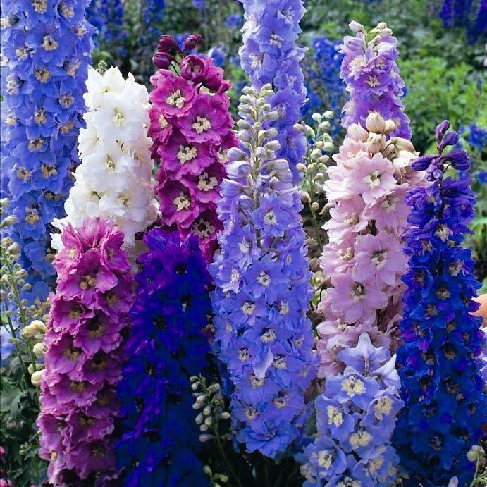 Hezaren Çiçeği (Delphinium) Süvari Mahmuzu Çiçeği (450 tohum)