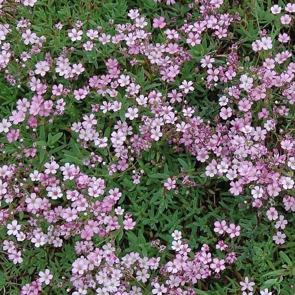 Gypsophila Elegance Karışık Bahar Yıldızı Çiçeği Tohumu (1100 tohum)