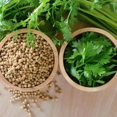 Doğal Geniş Yaprak Doğal Aşotu Kişniş Tohumu (1 kg)
