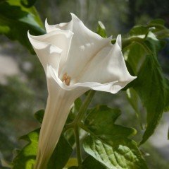 Katmerli Beyaz Brugmansia Meleklerin Borazanı Çiçeği Tohumu (5 tohum)