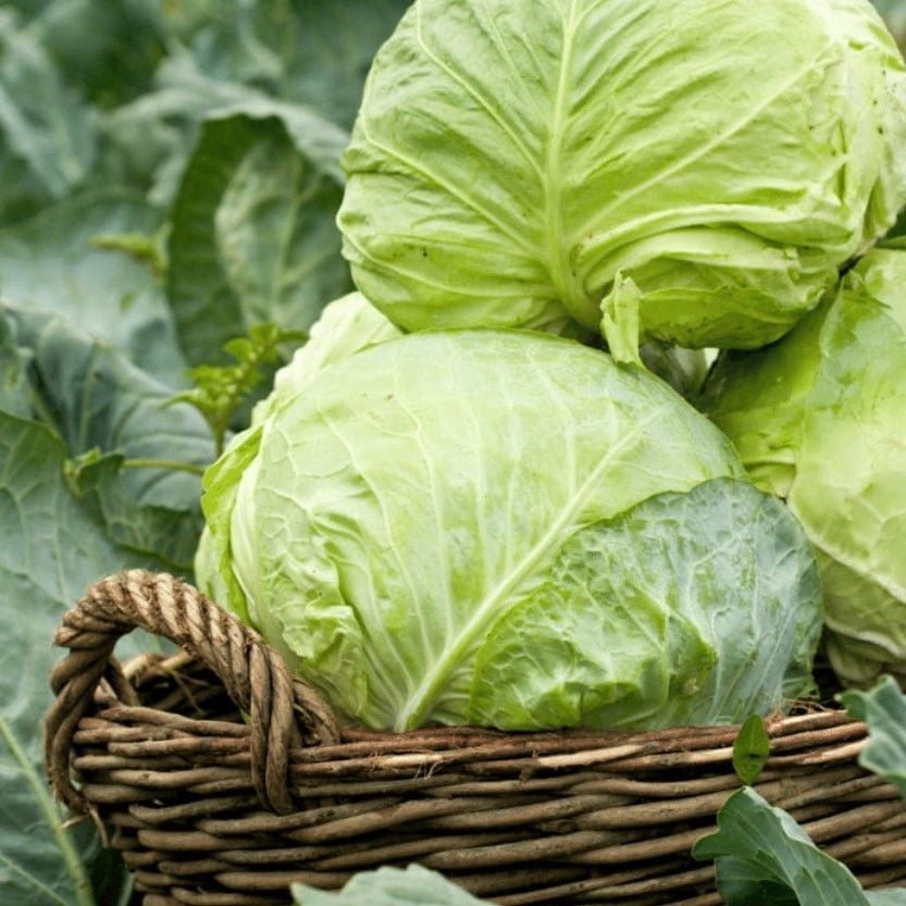 Doğal Dolmalık Sarmalık Yalova Beyaz Lahana Tohumu (100 tohum)