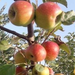 Tüplü Karadeniz Taş Elması Fidanı