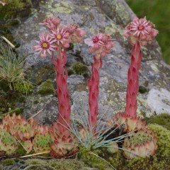 Sempervivum Tectorum Çiçeği Tohumu(20 tohum)