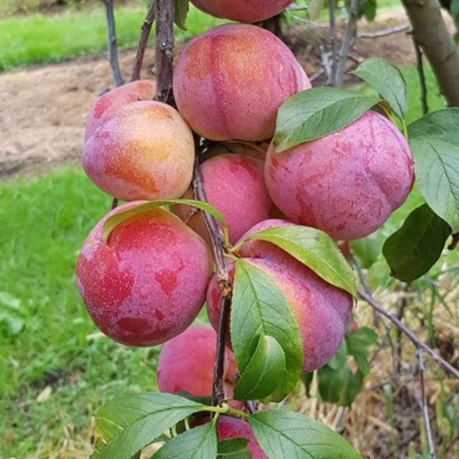 Tüplü Dev Meyveli Autumn Giant Erik Fidanı