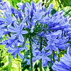 Mavi İris Çiçeği Tohumu(20 tohum)
