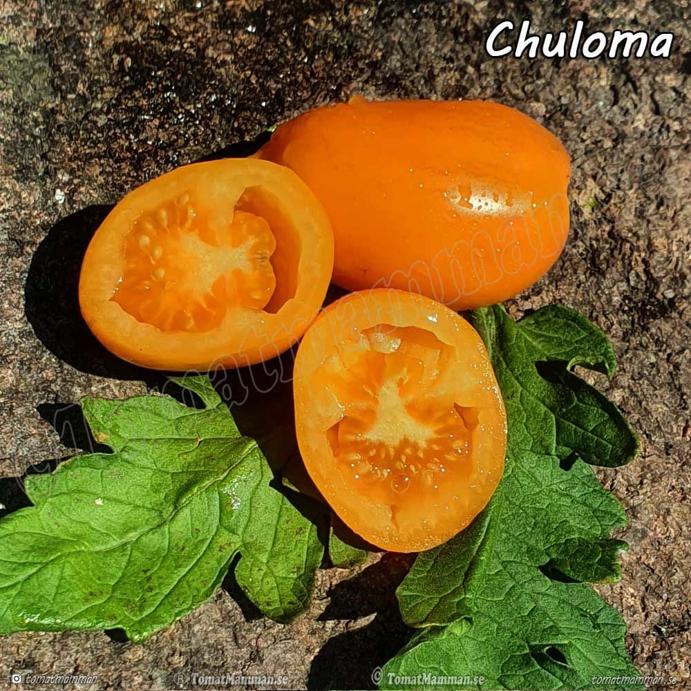 Turuncu Chuloma Domates Tohumu (15 tohum)
