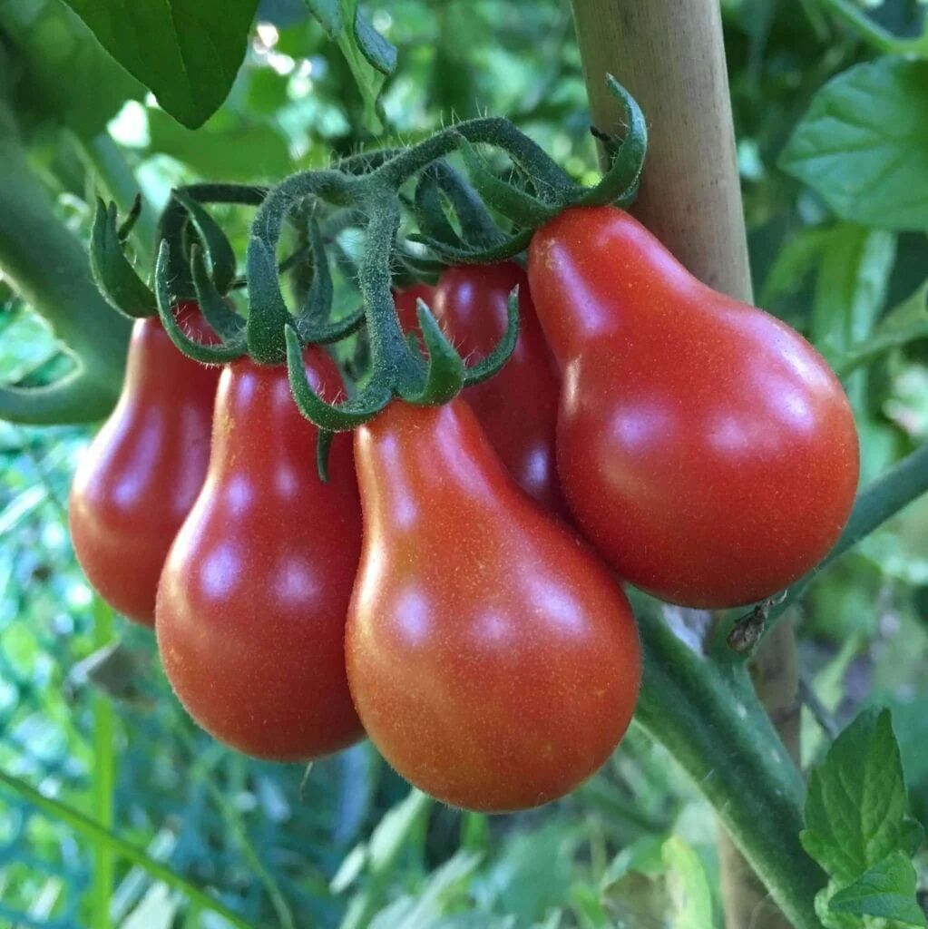 Red Pear Ampül Domates Tohumu (15 tohum)