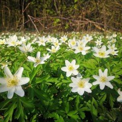 Beyaz Anemone Çiçeği Tohumu(20 tohum)