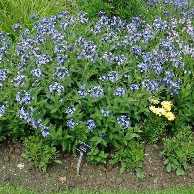Nadir Amsonia Mavi Yıldız Çiçeği Tohumu(10 tohum)