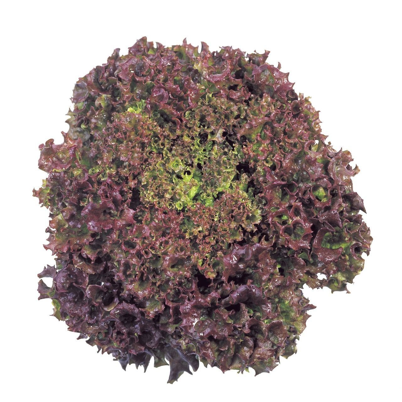 Kırmızı Yapraklı Kıvırcık Marul (1 gram)