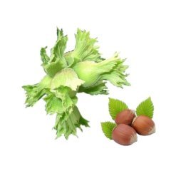 Giresun Yağlısı Aroması Yüksek Fındık Fidanı