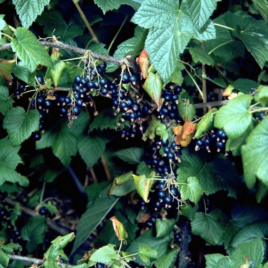 Tüplü Dev Meyveli Boskop Ribes nigrum Siyah Frenk Üzümü Fidanı