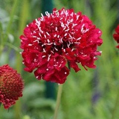 Lila Renkli Scabiosa Çiçeği(Uyuz Otu) Tohumu(20 tohum)