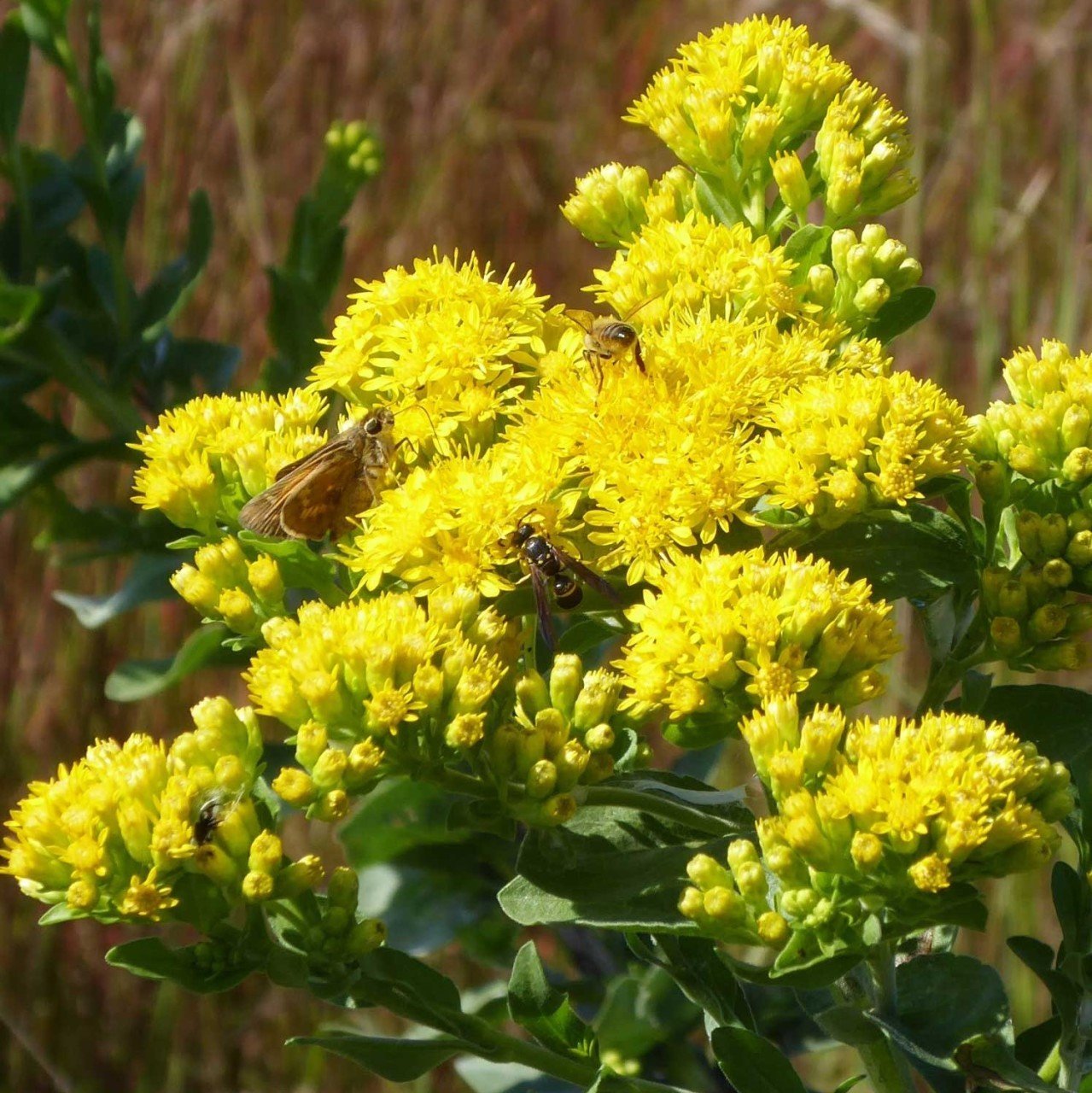 Altın Başak (Stiff Goldenrod) Çiçeği Tohumu(100 tohum)