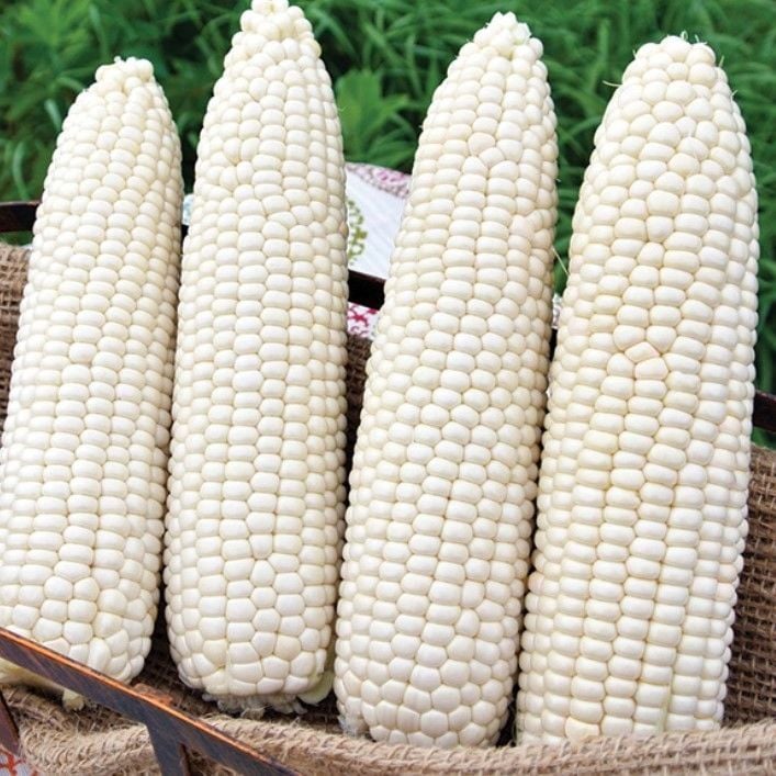 Doğal Geleneksel Hickory King White Beyaz Süt Mısırı Tohumu(5 tohum)