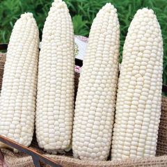 Doğal Geleneksel Hickory King White Beyaz Süt Mısırı Tohumu(5 tohum)
