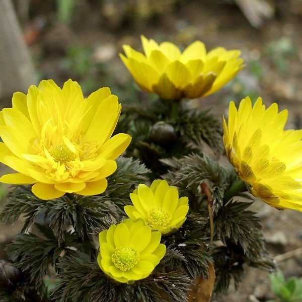 Nadir Silphium Integrifolium Çiçeği Tohumu(20 tohum)