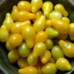 Sarı Ampul Yellow Pear Domates Tohumu (15 tohum)