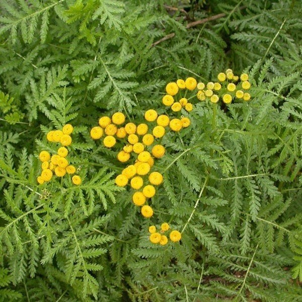 Nadir Senna Hebecarpa Çiçeği Tohumu(25 Tohum)