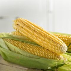 Doğal Geleneksel Kebablık Mangallık Tatlı Şeker Mısır Tohumu (20 TOHUM)