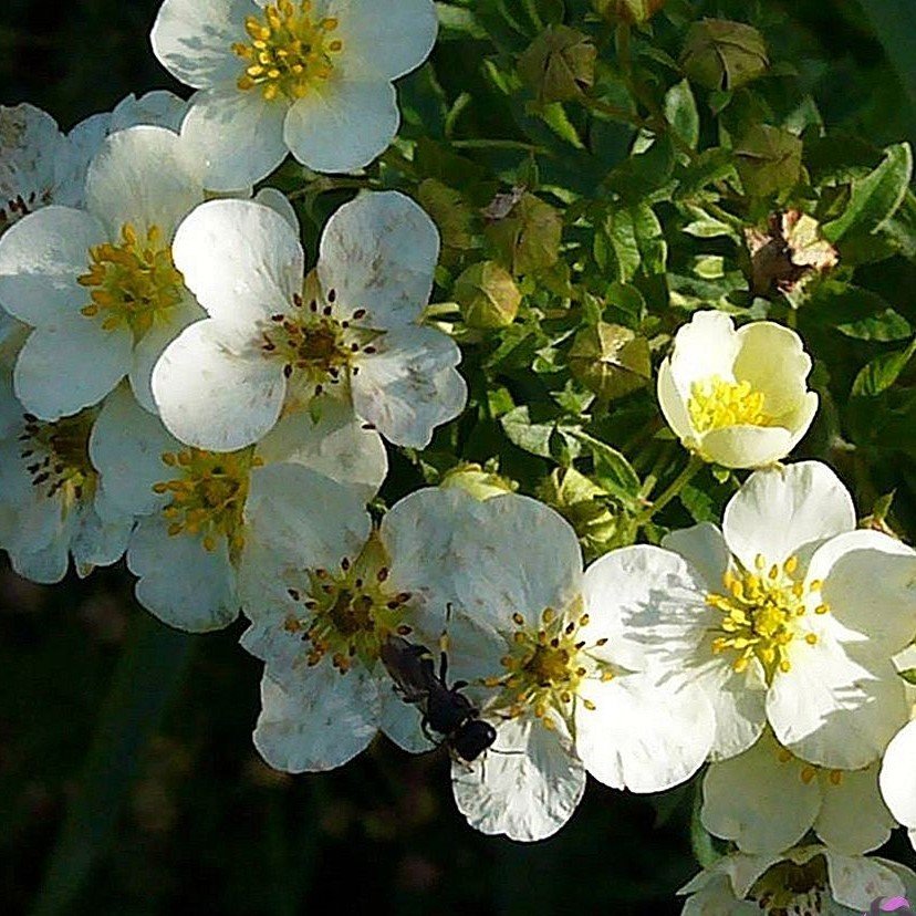 Potentilla Arguta Çiçeği Tohumu(100 tohum)