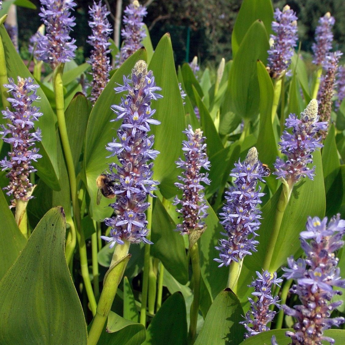 Mavi Renkli Pickerel Weed Çiçeği Tohumu (5 tohum)