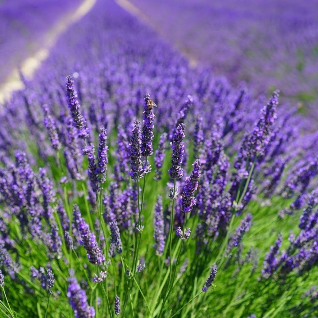 Lavandula Angustifolia Lavanta Çiçeği Tohumu(100 adet)