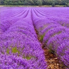 Lavandula Angustifolia Lavanta Çiçeği Tohumu(37000 tohum)