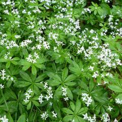 Asperula Odorata or Galium Odoratum İnce Otu Tohumu(10 tohum)