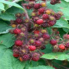 Tüplü İki Meyve Bir Meyvede Wineberry Ahududu Fidanı