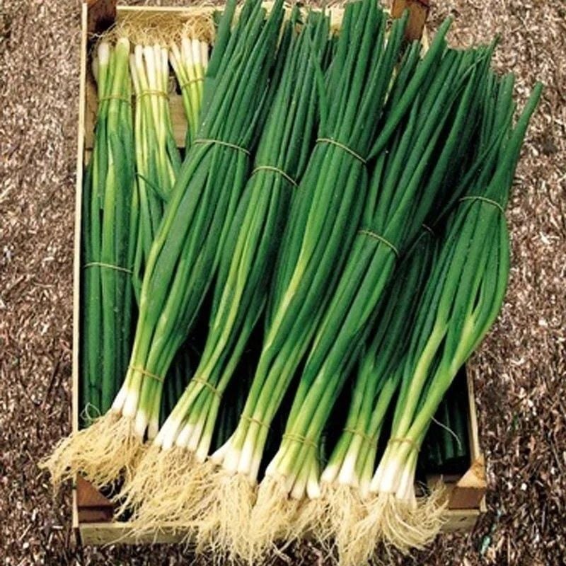 Doğal Geleneksel Yüksek Aromalı Yeşil Soğan Tohumu(50 Tohum)