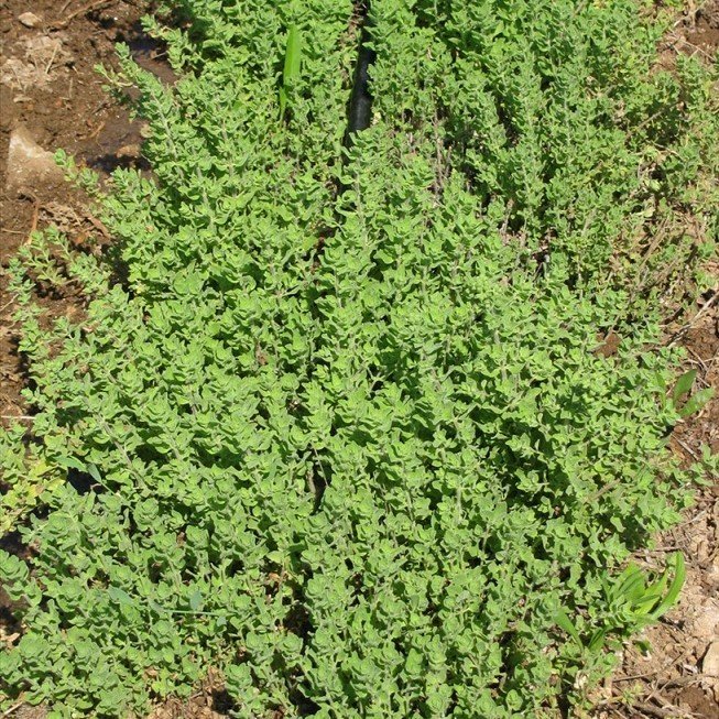 Doğal İstanbul Kekiği Tohumu (100 gram)
