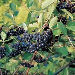 Tüplü Aronia Nero Salkım Rus Yaban Mersini