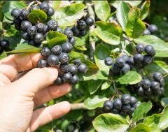 Tüplü Aronia Viking Salkım Rus Yaban Mersini