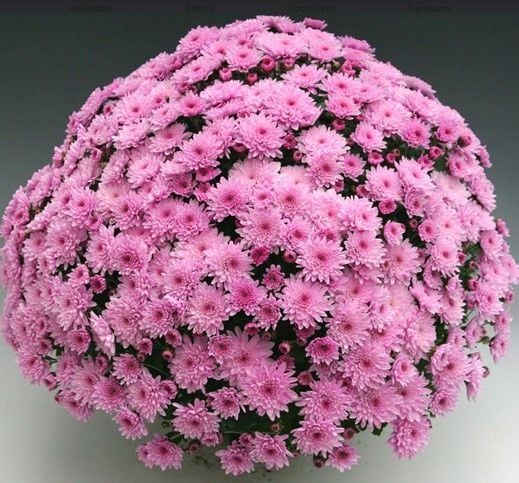 Branfountain Pink Kasımpatı Krizantem Çiçeği Fidesi (1 Adet)